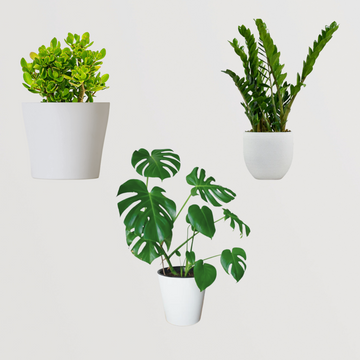 Monstera, Crassula, ZZ plant set